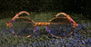 Goldie Frames